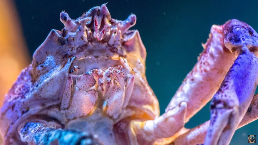 O caranguejo-aranha-gigante é onívoro, ou seja, se alimenta de tudo o que encontra