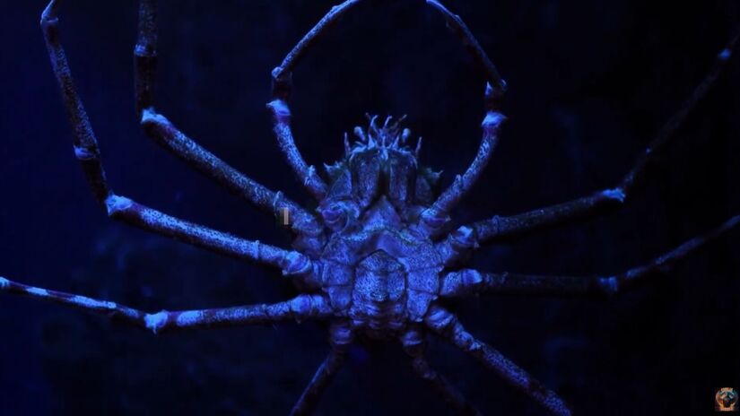 O caranguejo é conhecido pelos 'sérios ferimentos que pode causar com as pinças de suas longas patas.'