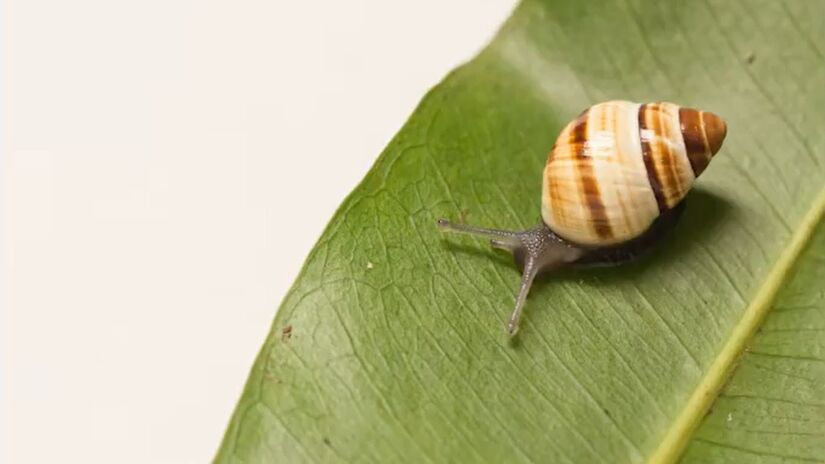 Após mais de três décadas sem registros, raros caracóis havaianos voltaram a aparecer na natureza / Reprodução/YouTube