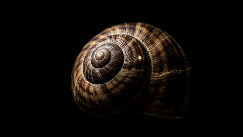 Pesquisadores celebram o retorno de raros caracóis nativos em áreas naturais do Havaí / Reprodução/Google Gemini