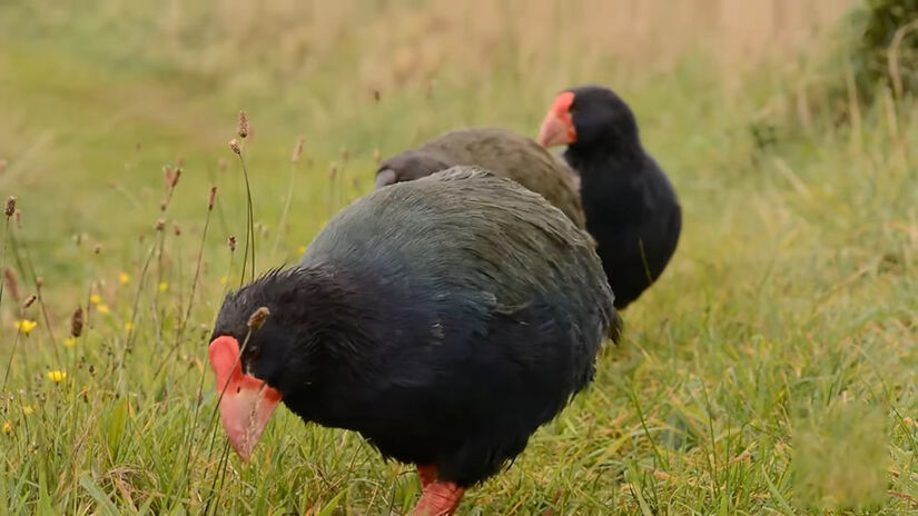 Pesquisadores conseguiram recuperar a população dessa espécie sagrada para a tribo Ngāi Tahu
