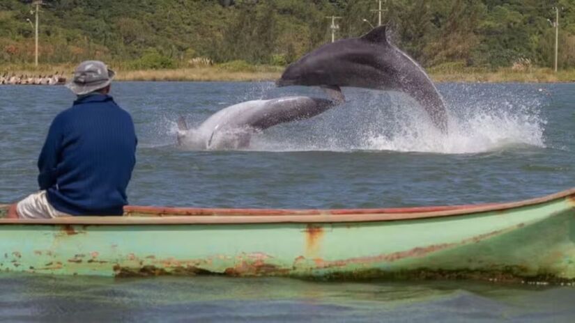 A pesca colaborativa com botos no litoral do Sul do Brasil foi reconhecida como patrimônio cultural imaterial/Prefeitura de Laguna/ Divulgação