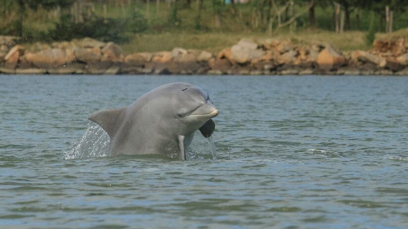 Os animais ajudam a conduzir os cardumes até a região próxima aos pescadores/Prefeitura de Laguna/ Divulgação