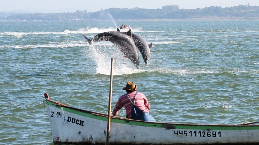 A pesca cooperativa entre humanos e botos ocorre em alguns sistemas estuarinos do Sul do Brasil/Prefeitura de Laguna/ Divulgação