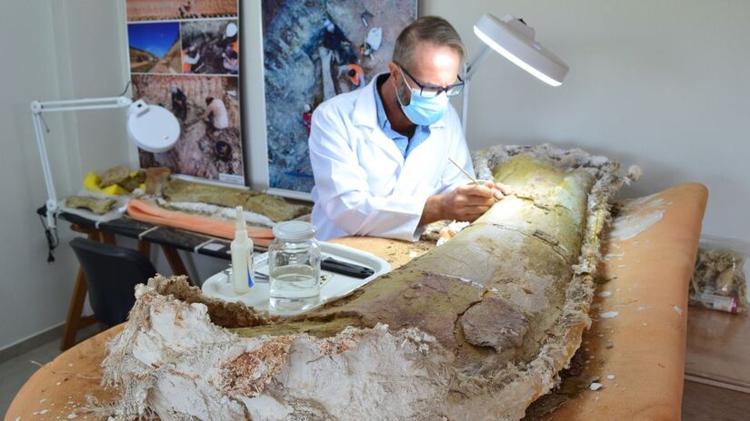 O fêmur de 1,5 metro do Dasosaurus tocantinensis foi a peça-chave para os pesquisadores estimarem o tamanho do animal: cerca de 20 metros de comprimento/Divulgação