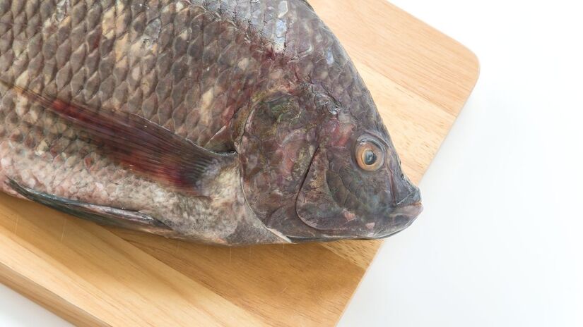 Esta galeria reúne os peixes com maior teor de proteína por 100g  e ainda traz dicas de preparo e cuidados com o consumo. Deslize para descobrir qual deles combina mais com sua dieta/Freepik 