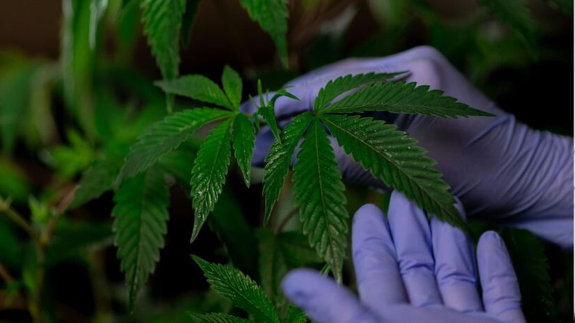 Santos pode se tornar a primeira cidade da Baixada Santista a oferecer cannabis medicinal gratuitamente pelo SUS. A lei municipal, sancionada em 2023, ganhou novo impulso com as regras publicadas pela Anvisa/Pexels 