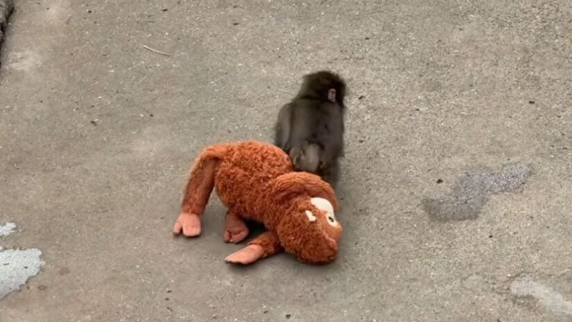 Reprodução/Youtube