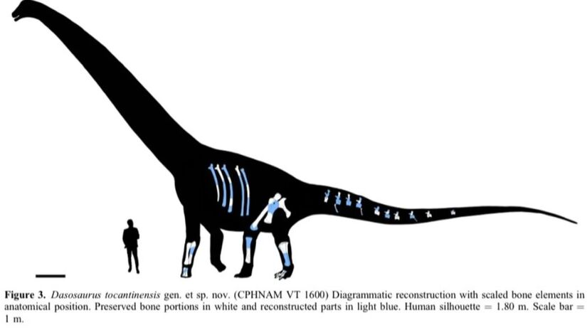 Os fósseis do Dasosaurus tocantinensis estão atualmente em exposição no Centro de Pesquisa de História Natural e Arqueologia do Maranhão, em São Luís/Divulgações