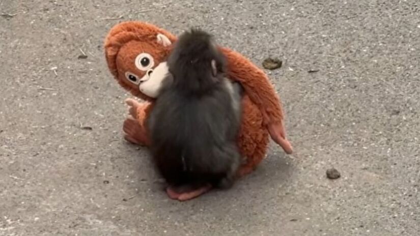 Reprodução/Youtube