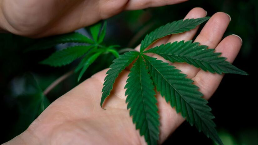 Apesar dos avanços regulatórios, especialistas alertam para obstáculos financeiros, burocráticos e culturais que ainda precisam ser superados para que o tratamento chegue a quem precisa/Pexels