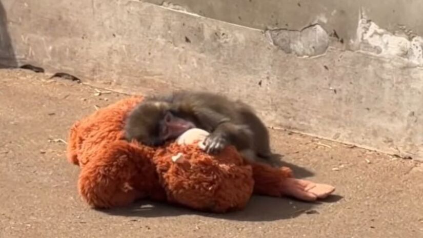 Reprodução/Youtube