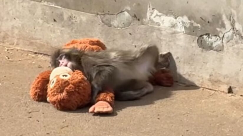 Reprodução/Youtube