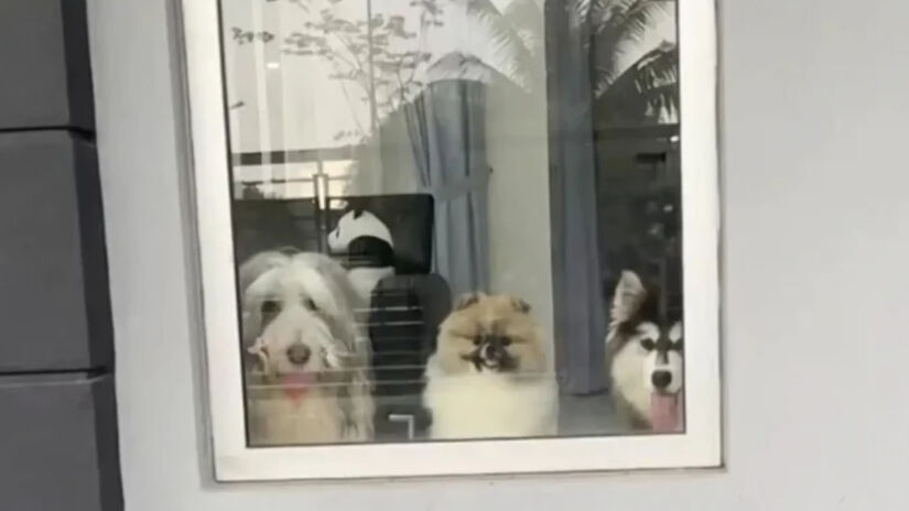 A mensagem de agradecimento enviada por ele detalhava como a presença dos animais alegrava sua jornada / Reprodução/Tiktok/maru.bear