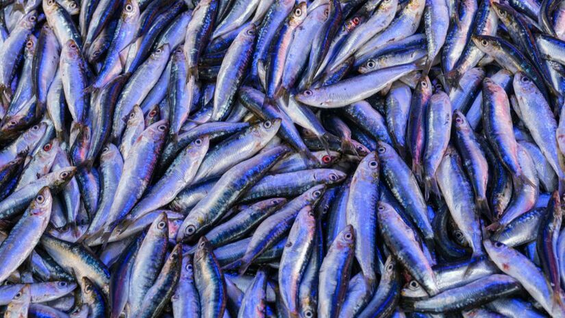 Anchova entra em período de defeso para garantir reprodução e preservação da espécie /Unsplash