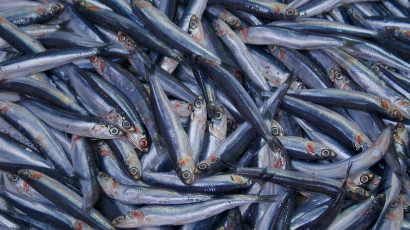 Captura incidental da anchova é permitida apenas como fauna acompanhante, até 5% do total /Unsplash