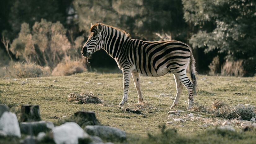Pokémon fazem parte de uma das franquias mais populares da cultura pop/Pexels