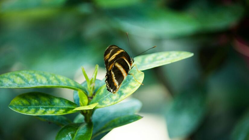 Elementos como aparência, comportamento e habitat serviram de referência/Pexels