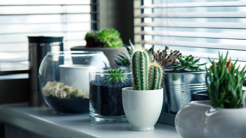 Espécies fáceis de cuidar, como jiboia e zamioculca, são ideais para quem mora em apartamento. Pixabay