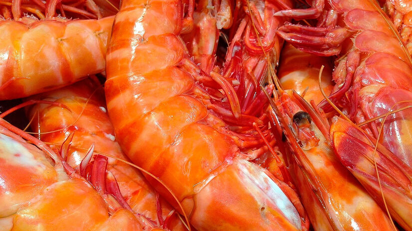 M&eacute;todos permitidos incluem redes de malha espec&iacute;fica ou pesca artesanal. Pixabay