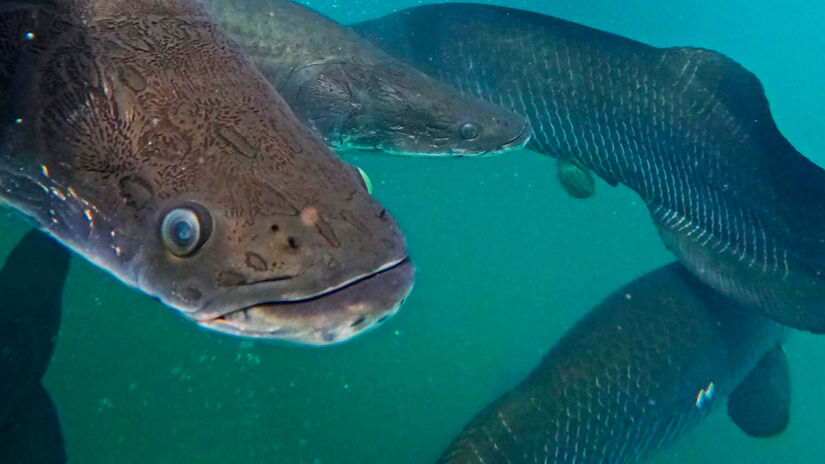 Reprodu&ccedil;&atilde;o