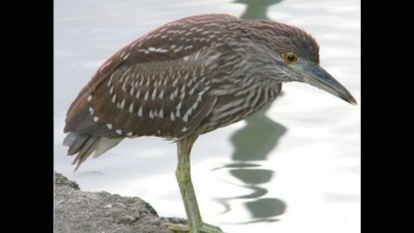 É mais ativo ao amanhecer e no fim da tarde / Márcio Ribeiro/DL