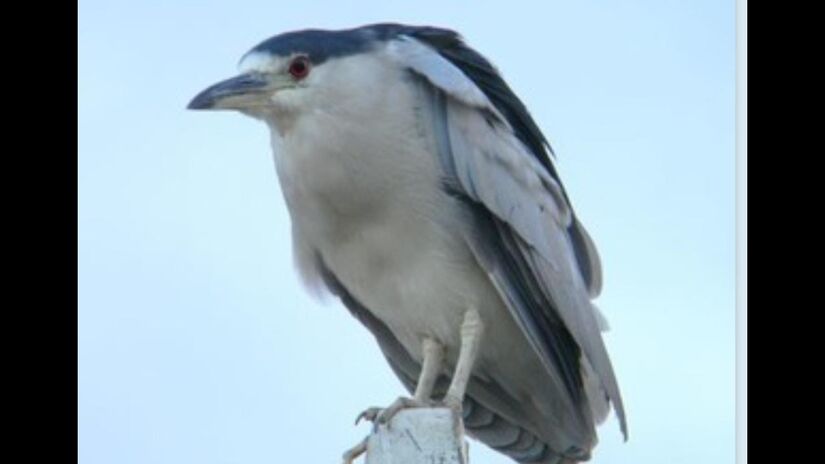 Sua plumagem em tons de marrom e bege ajuda a se misturar à vegetação / Márcio Ribeiro/DL