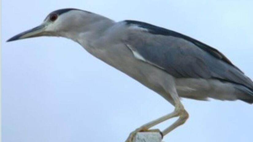 O socó-dorminhoco é mestre da camuflagem: parado entre galhos, quase desaparece na paisagem / Márcio Ribeiro/DL