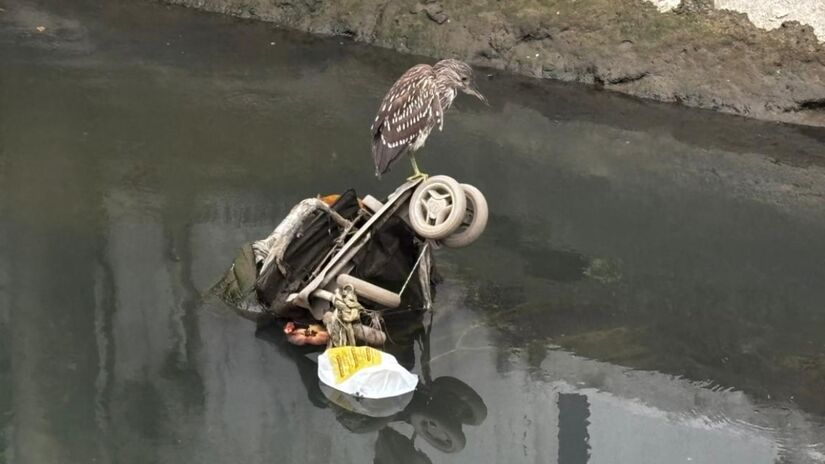 Quando se sente ameaçado, prefere ficar imóvel a voar imediatamente / Jonatas Oliveira/DL