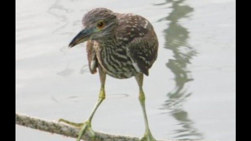 Apesar do nome "dorminhoco", ele é um caçador paciente e extremamente atento / Márcio Ribeiro/DL