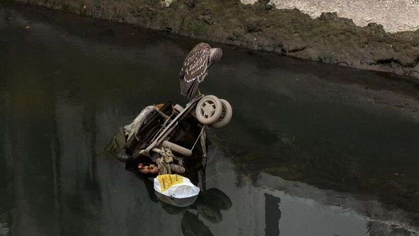 Silencioso e estratégico, o socó-dorminhoco transforma paciência em sobrevivência / Jonatas Oliveira/DL