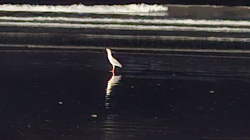 Diferente de outras garças, o socó-dorminhoco é mais discreto e solitário / Nair Bueno/DL