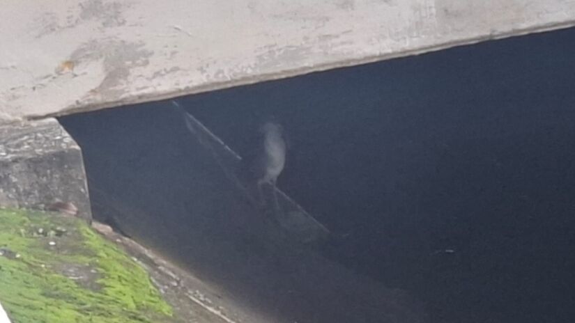 Ele se alimenta principalmente de peixes pequenos, insetos e anfíbios / Nair Bueno/DL