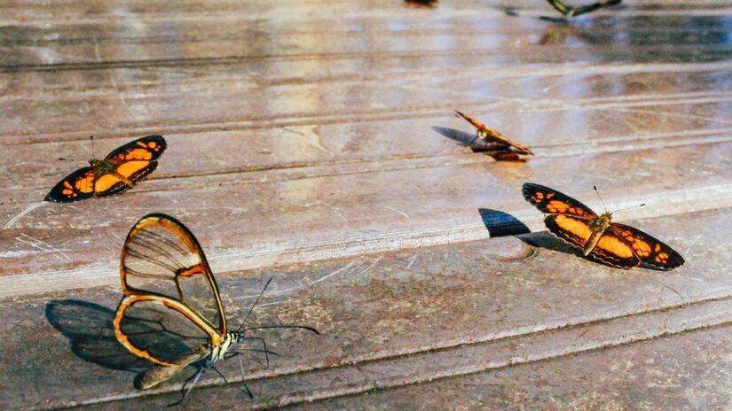 Borboletas são frequentemente associadas a transformação e renovação em diferentes culturas /Pexels