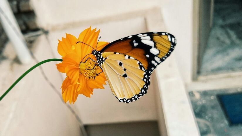 O ciclo de vida do inseto, da lagarta à fase adulta, inspira interpretações simbólicas sobre mudanças pessoais /Pexels
