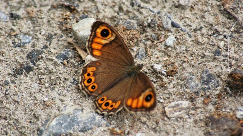 Em crenças populares, ver uma borboleta dentro de casa pode ser interpretado como sinal de novos ciclos /Pexels