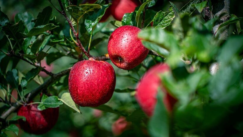 Marlon Sá Molim, Divulgação