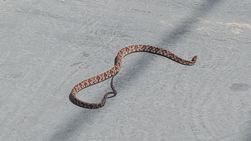 É comum que serpentes busquem o calor do motor de veículos parados / Gustavo Carvalho