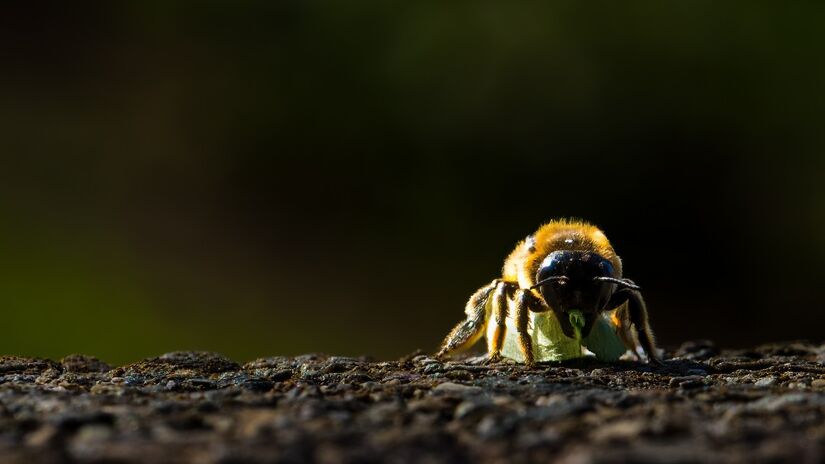 A presença das abelhas ajuda a sustentar cadeias naturais que envolvem muitos animais / Pixabay