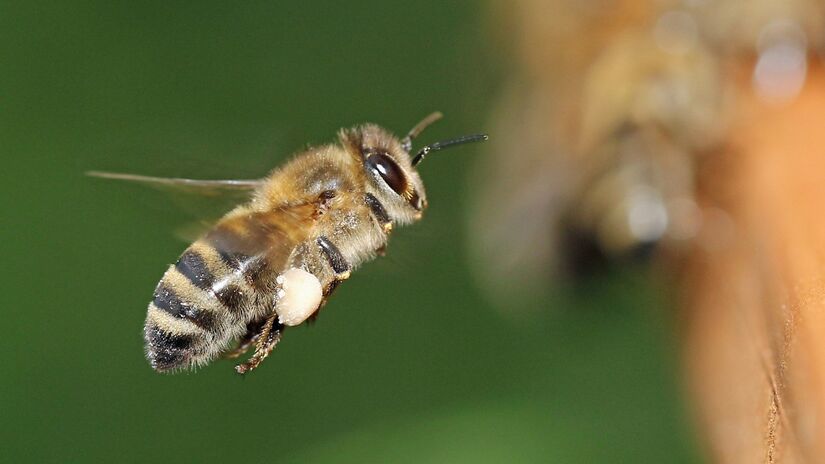 Na natureza, o trabalho silencioso das abelhas influencia a vida de diferentes espécies / Pixabay