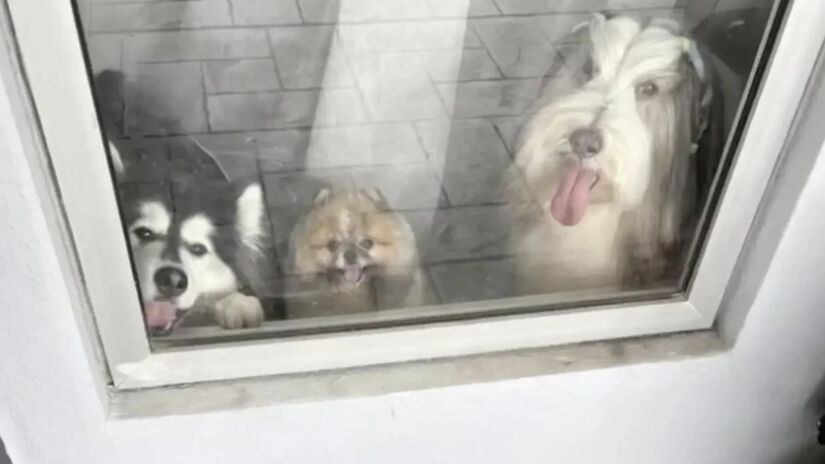 O conteúdo foi compartilhado por Morisa em sua conta no TikTok / Reprodução/Tiktok/maru.bear