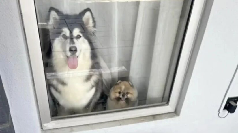 A relação de proximidade começou de forma natural / Reprodução/Tiktok/maru.bear