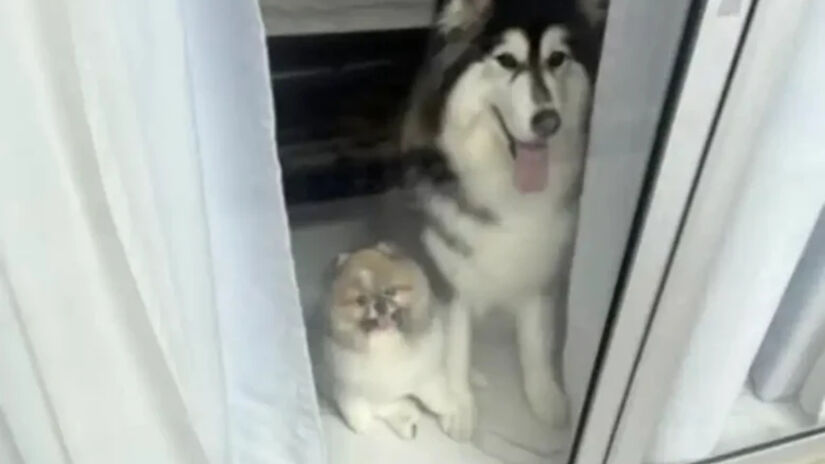 O profissional terá sempre um lugar especial na história da família / Reprodução/Tiktok/maru.bear