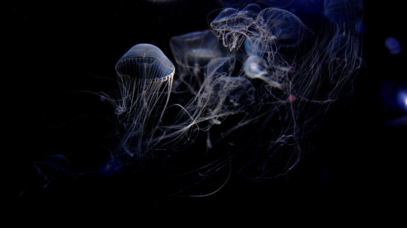 Na zona abissal, a luz do Sol nunca chega e a escuridão domina o ambiente / Pixabay