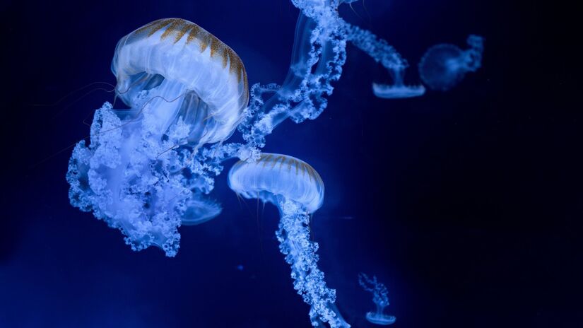 Alguns animais da zona abissal produzem sua própria luz por meio da bioluminescência / Pixabay