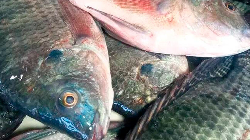 Reprodu&ccedil;&atilde;o/Facebook