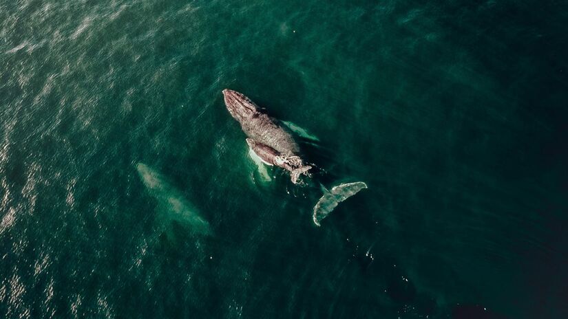 Praia Grande ainda era distrito de São Vicente quando a 'falsa baleia' atraiu os primeiros ônibus de turistas /Reprodução