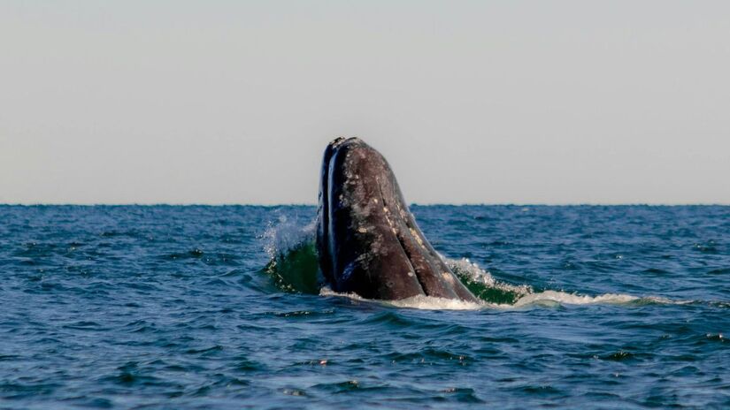 Antonio Augusto de Sá Lopes descreveu o episódio no livro A Odisséia de um Motorista, de 1961 /Reprodução
