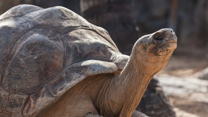 Sabia que essas gigantes podem ficar até um ano sem comer ou beber água? A resistência delas é de outro mundo. / Pandanus/Wikimedia Commons