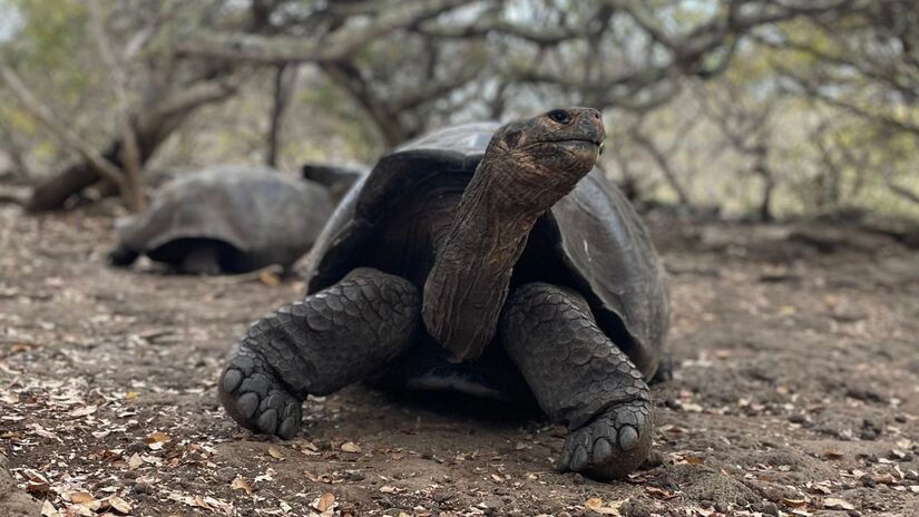 O formato do casco varia de ilha para ilha, e foi esse detalhe que ajudou Darwin a entender a evolução das espécies. / Bex-Lemon/Wikimedia Commons